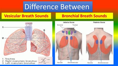 vesicular breathing sounds probably result from|Evaluation of the Pulmonary Patient .